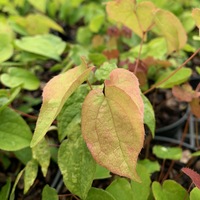 Epimedium grandiflorum 